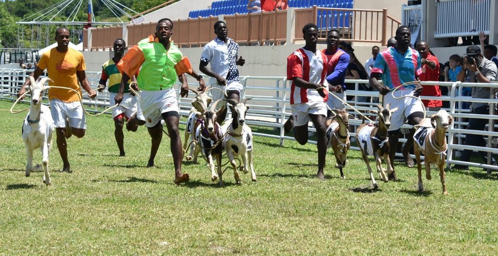 Goat Racing Competition In Laikipia Attracts Hundreds